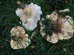 Lactarius intermedius