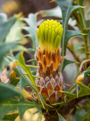 Banksia formosa