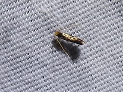 Isocorypha mediostriatella