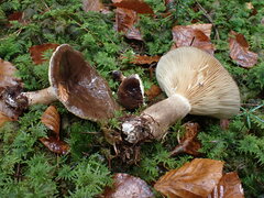 Lactarius picinus