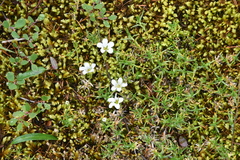 Pseudocherleria macrocarpa