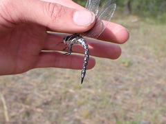 Rhionaeschna californica