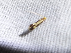 Isocorypha mediostriatella