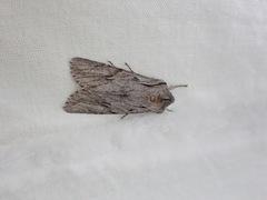 Egira crucialis