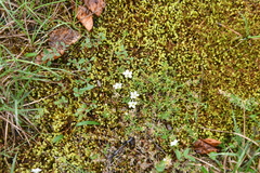 Pseudocherleria macrocarpa