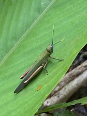 Copiocera