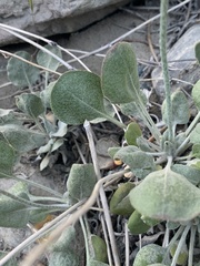 Eriogonum mensicola
