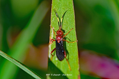 Trogomorpha trogiformis