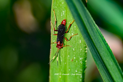 Trogomorpha trogiformis