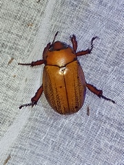Pelidnota frommeri