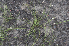 Equisetum variegatum