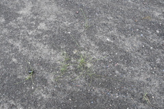 Equisetum variegatum