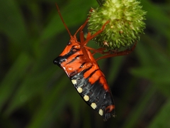 Edessa miniata