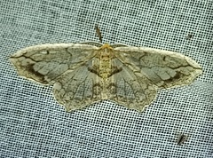 Hydatoscia ategua