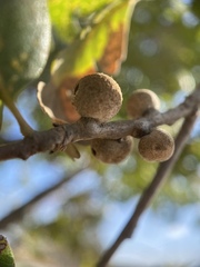 Burnettweldia washingtonensis