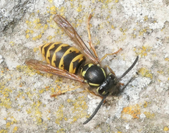 Vespula vulgaris