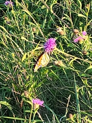 Nymphalidae