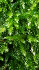 Eurhynchium striatum