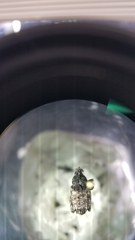 Cryptorhynchus fuscatus