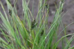 Carex eleusinoides