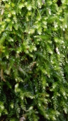 Eurhynchium striatum