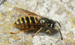 Vespula vulgaris