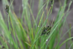 Carex eleusinoides