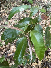 Aextoxicon punctatum