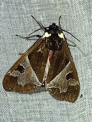 Dysschema magdala