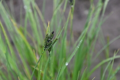Carex eleusinoides