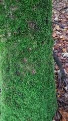 Eurhynchium striatum
