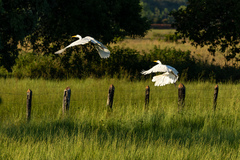Ardea alba