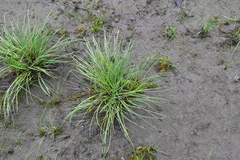 Carex eleusinoides