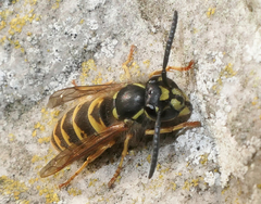Vespula vulgaris