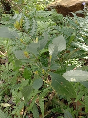 Strobilanthes formosana