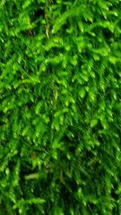 Eurhynchium striatum