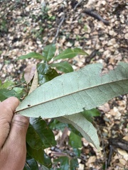 Aextoxicon punctatum