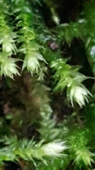 Eurhynchium striatum