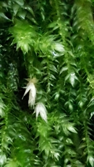 Eurhynchium striatum