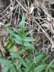 Zanthoxylum armatum