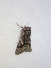 Behrensia conchiformis