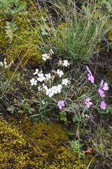 Dianthus repens