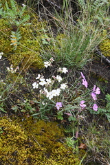 Dianthus repens