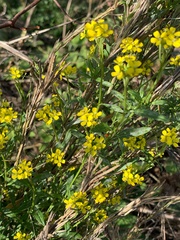 Erysimum cheiranthoides