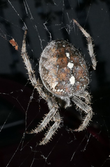 Araneus diadematus