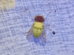 Chlorotabanus mexicanus