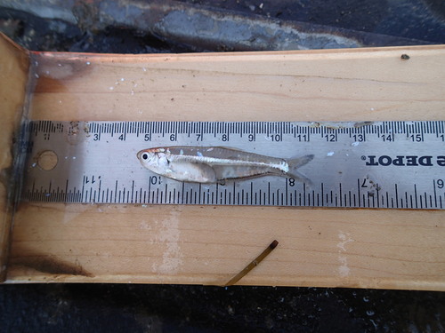 Anchovy (Anchoa compressa) — Engraulidae — 4
