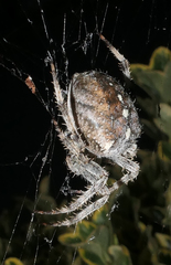 Araneus diadematus