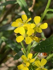Erysimum cheiranthoides