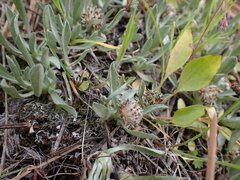 Antennaria dimorpha